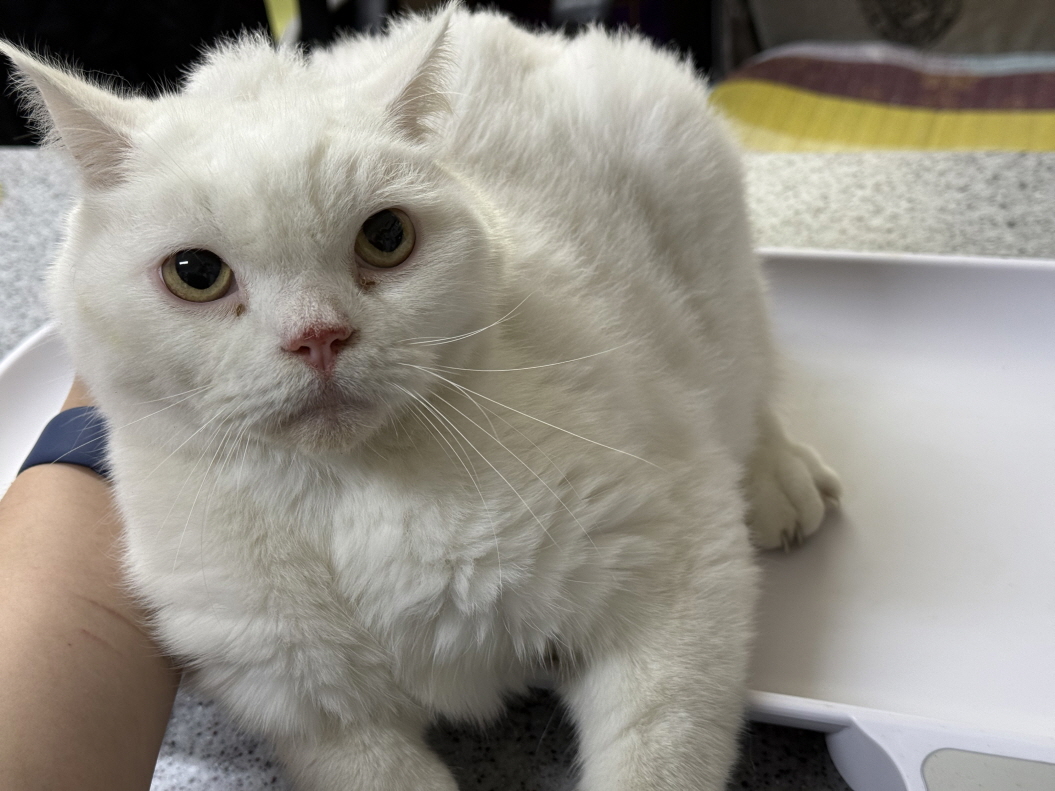 보호중 한국 고양이…