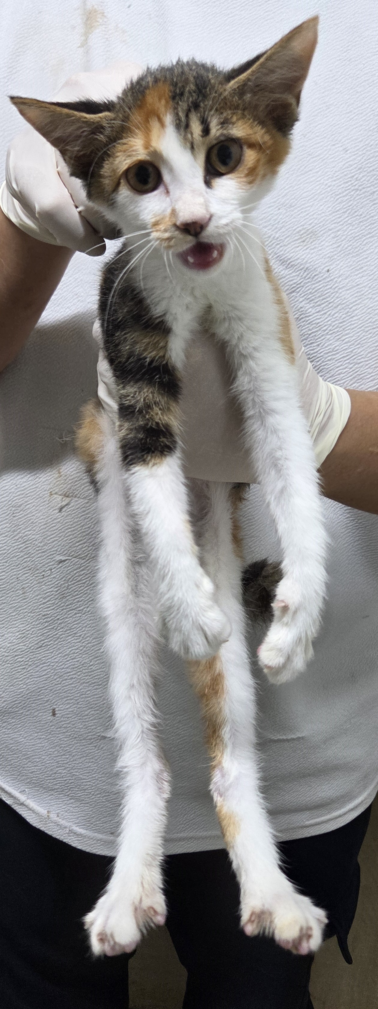 인천광역시수의사회_428353202500706
