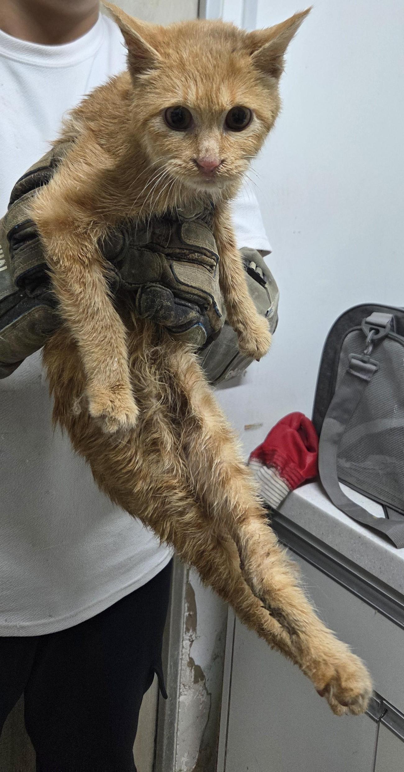 보호중 한국 고양이…
