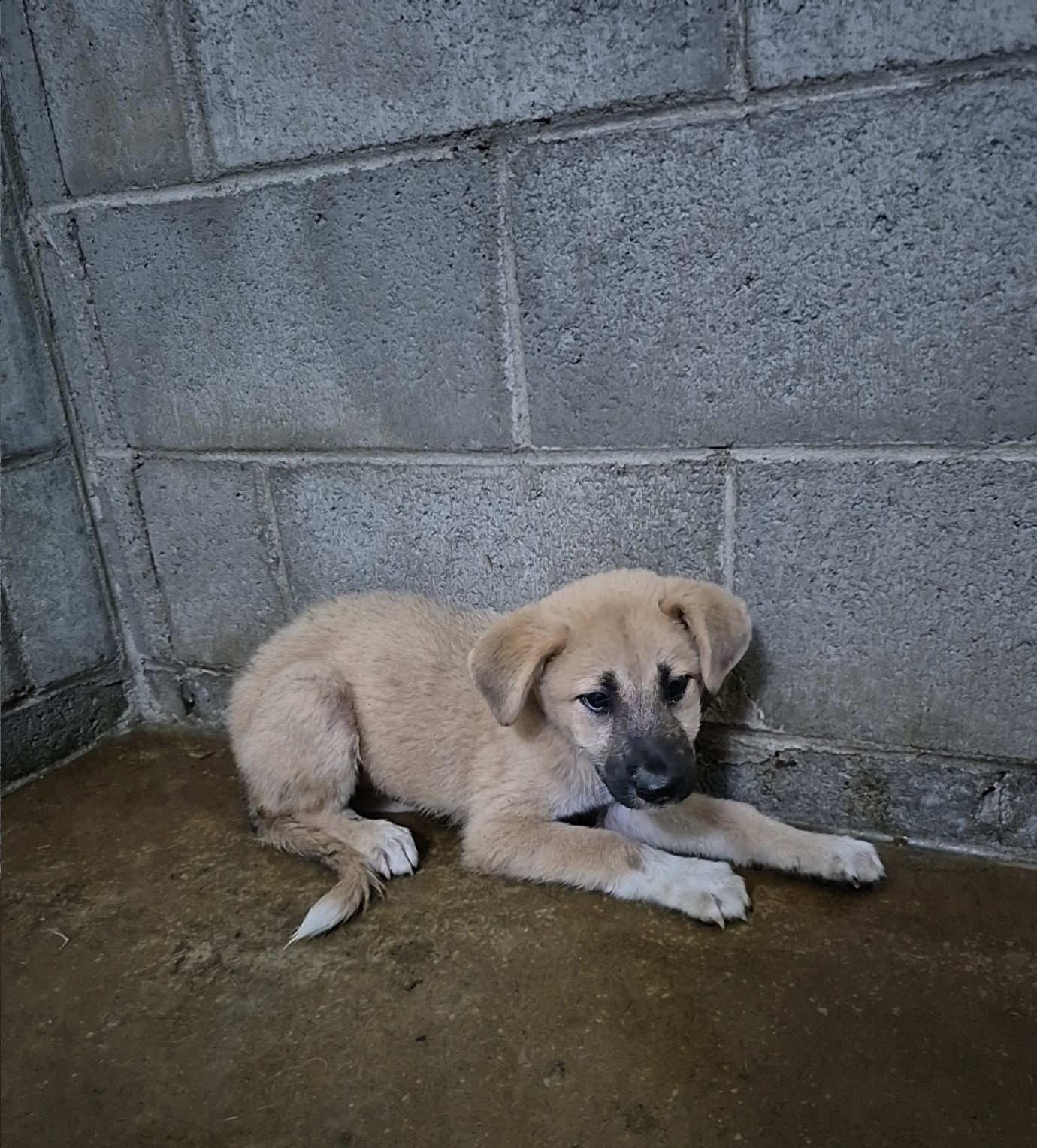 군산유기동물보호센터_445467202501521