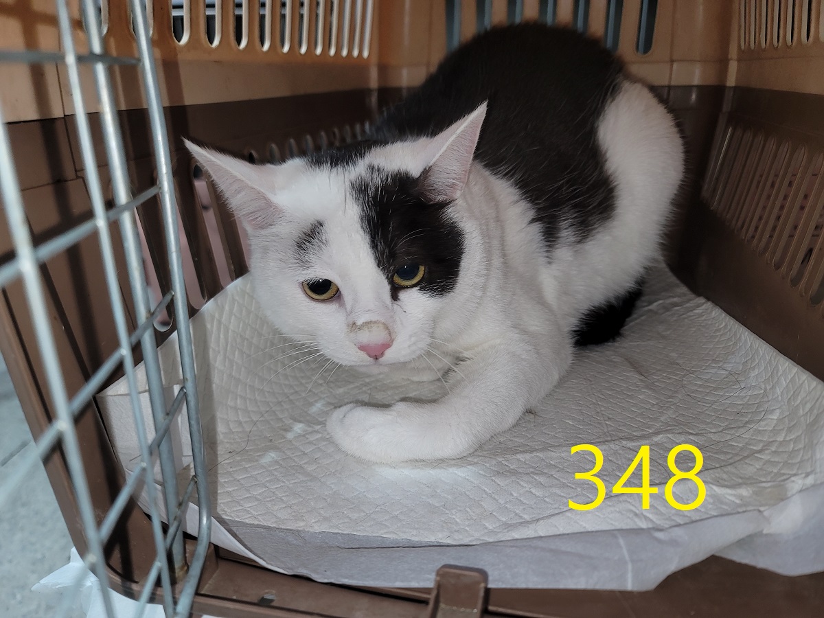 신영재동물병원_428355202500564