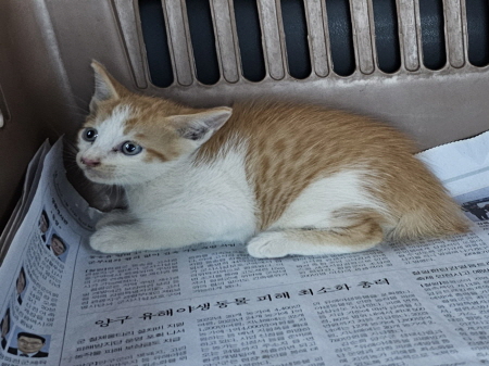 종료(자연사) 한국…