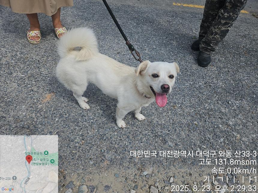 보호중 믹스견의 가…