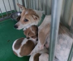 보호중 믹스견의 가…