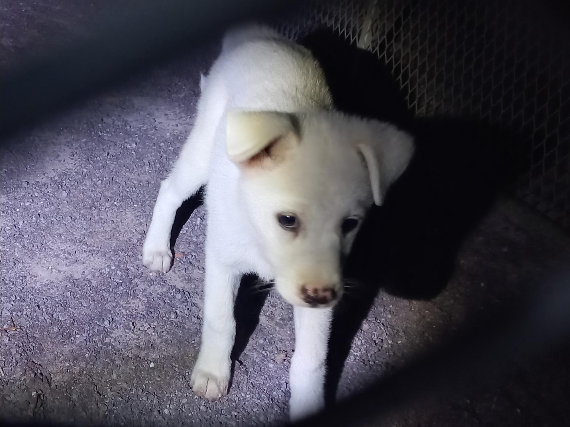 (사)동물보호관리협회_448535202501358