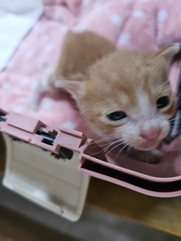 보호중 한국 고양이…
