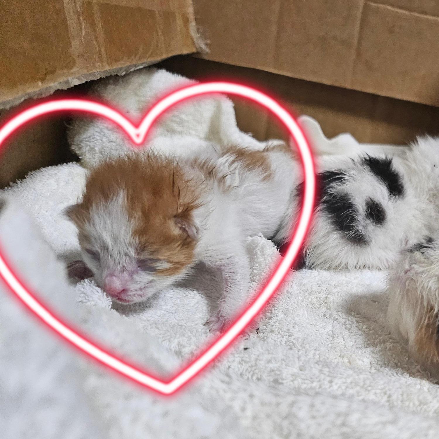 울산유기동물보호센터_431369202500542