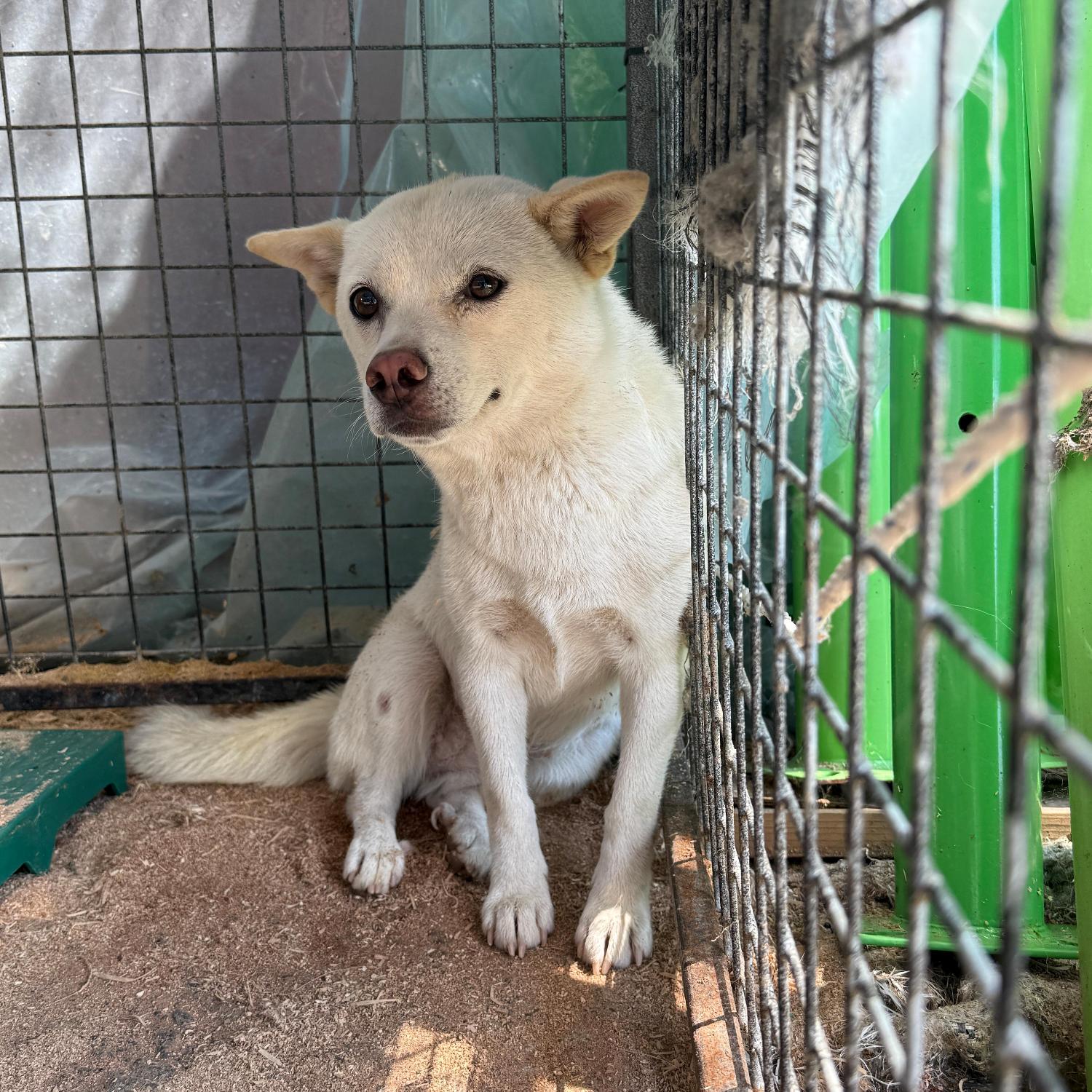 울산유기동물보호센터_431373202501139