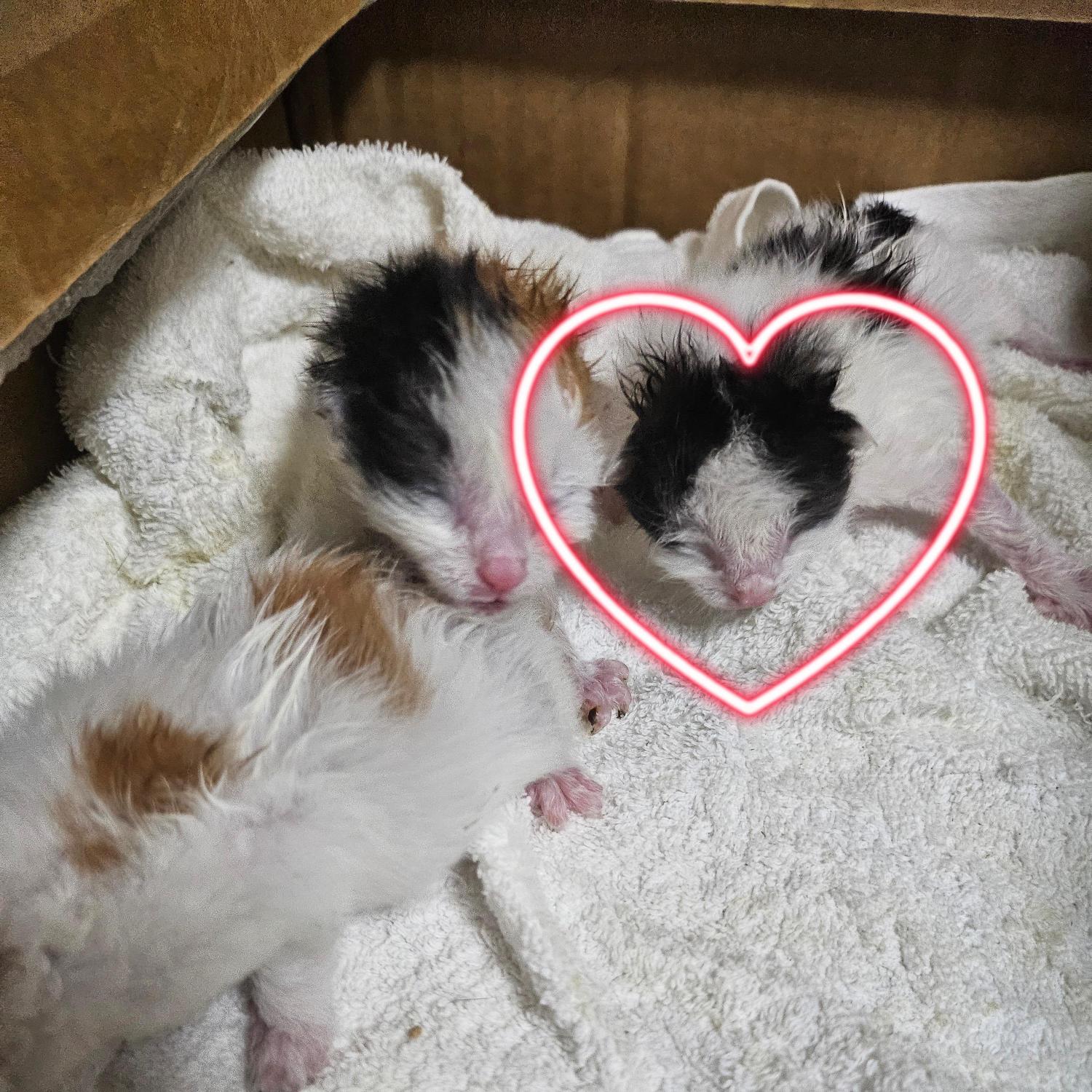 울산유기동물보호센터_431369202500544