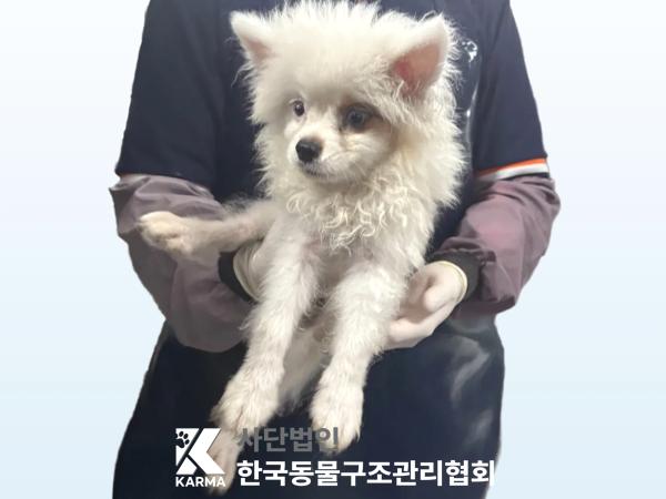 종료(입양) 믹스견…