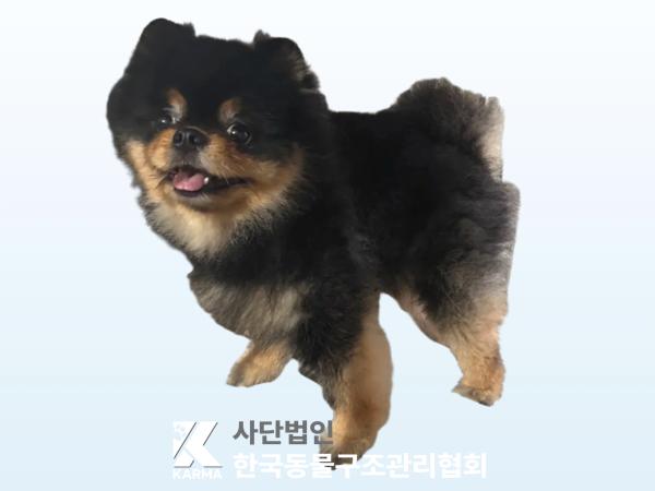 종료(반환) 포메라…