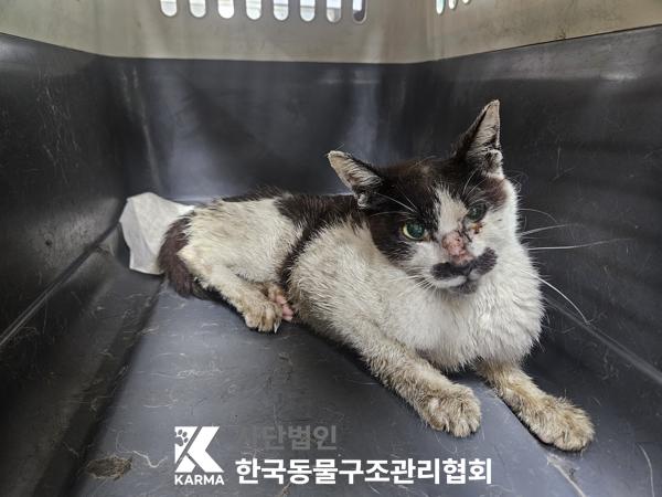 한국동물구조관리협회_411317202500353