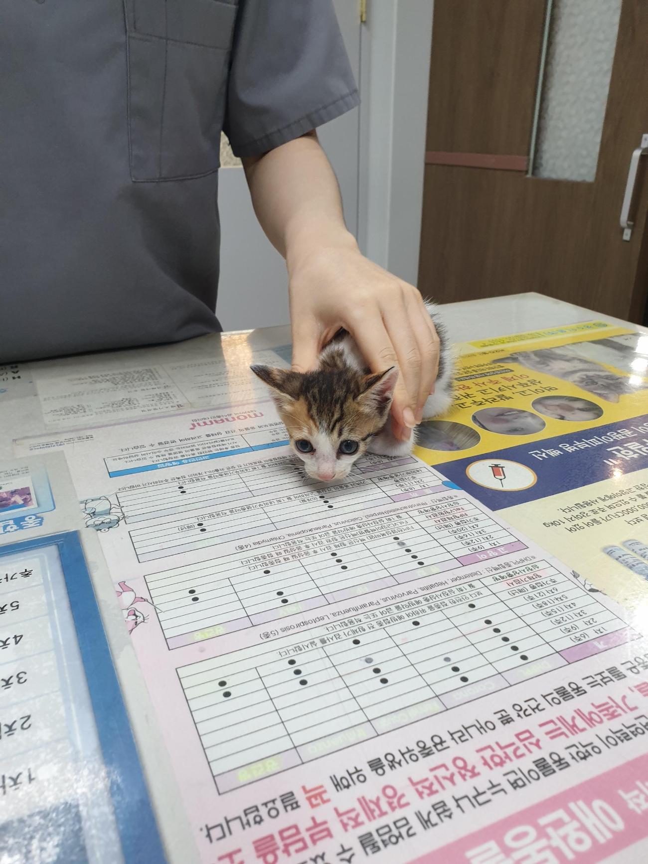 보호중 한국 고양이…