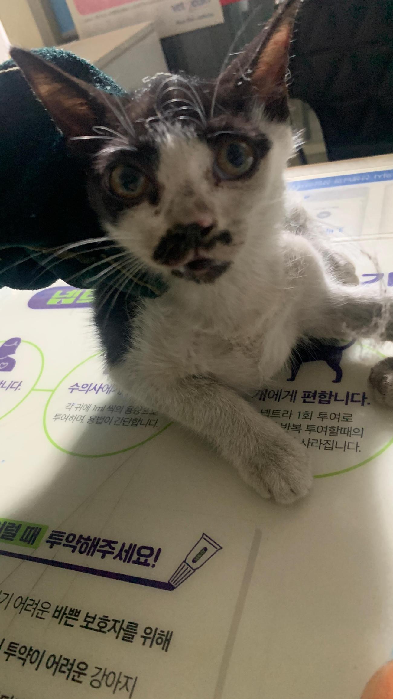 늘푸른동물병원_428354202500736