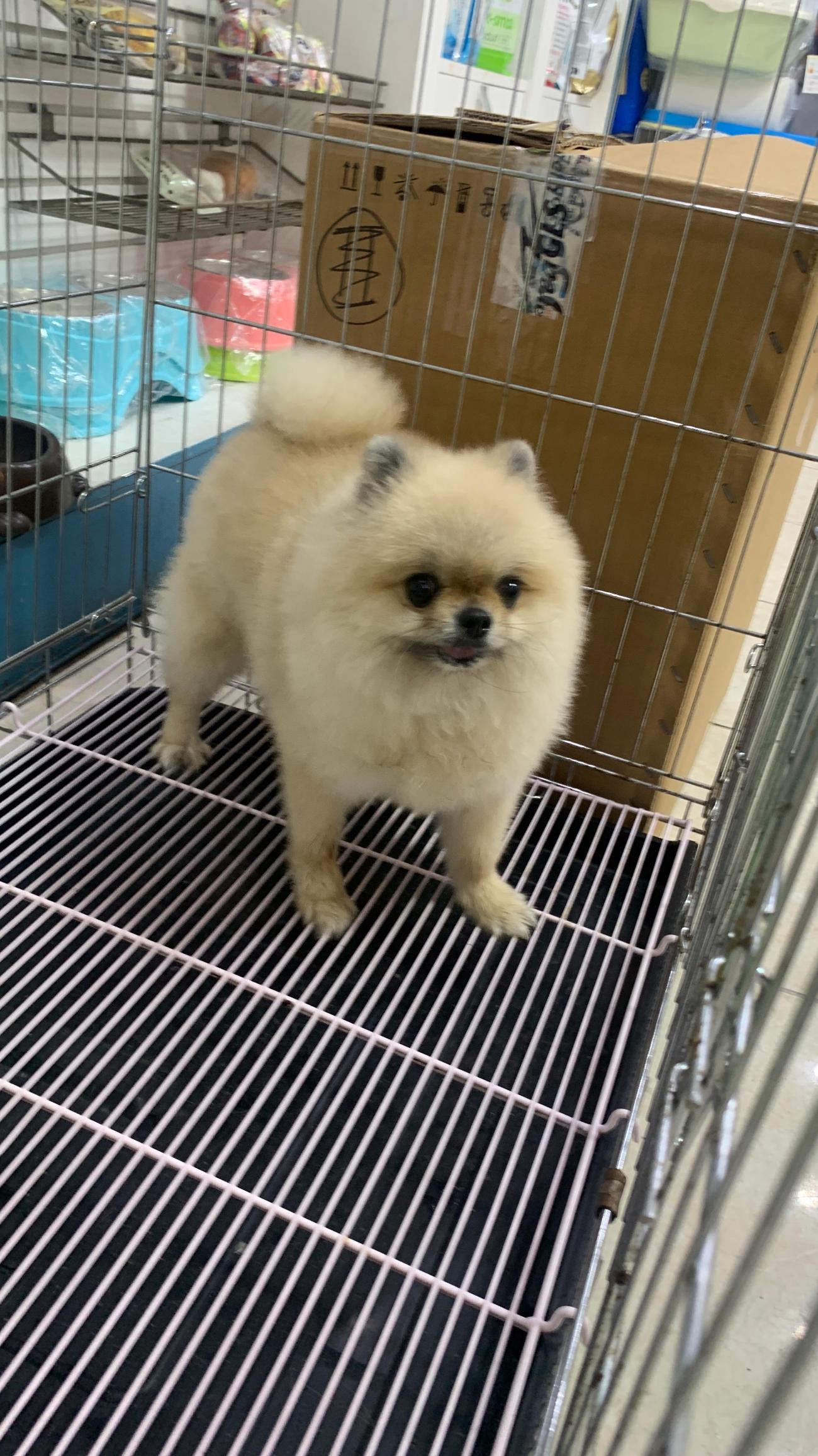 늘푸른동물병원_428354202500735