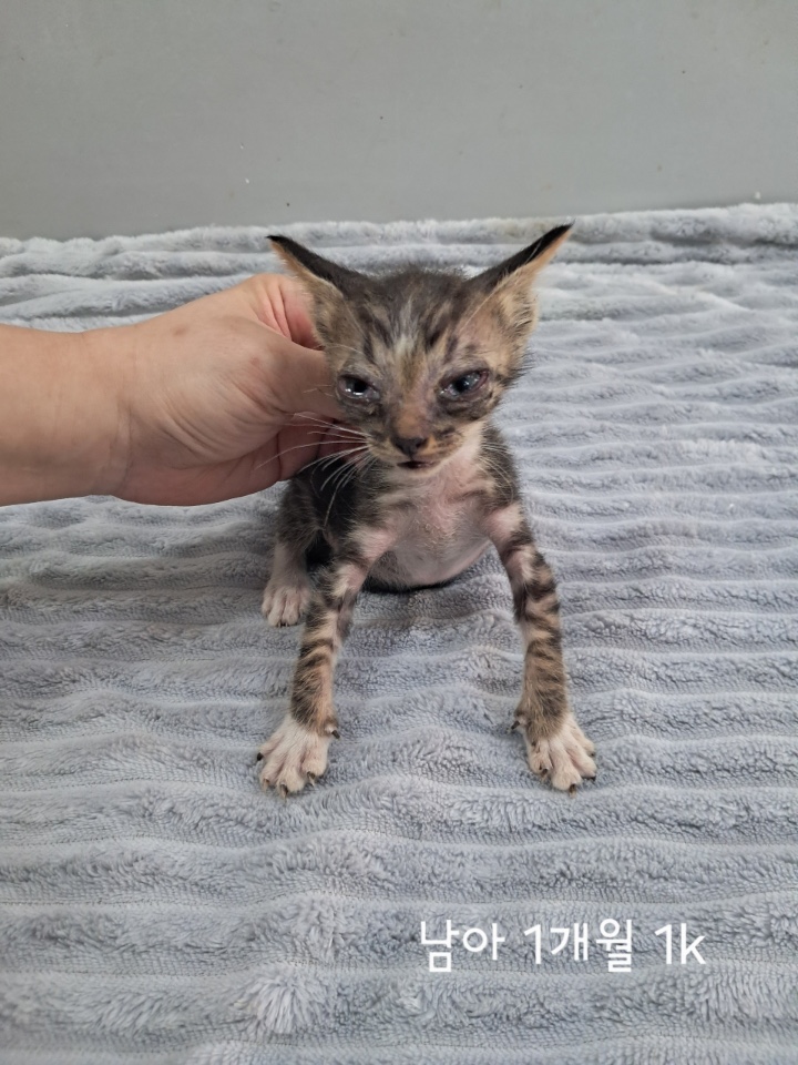 보호중 한국 고양이…