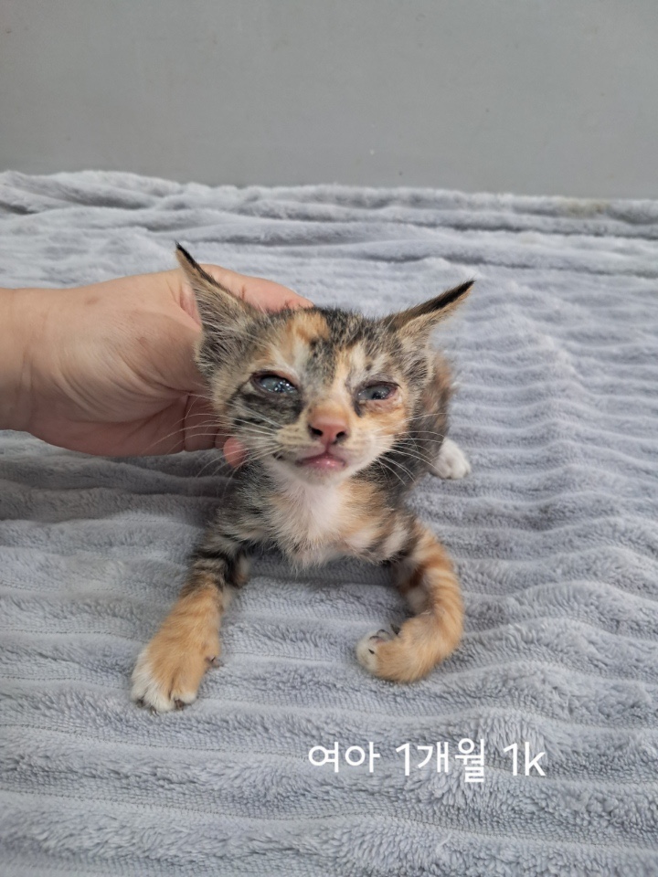 보호중 한국 고양이…