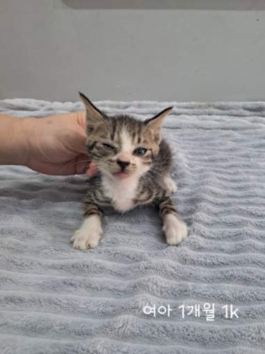 옥천동물병원_443443202500623