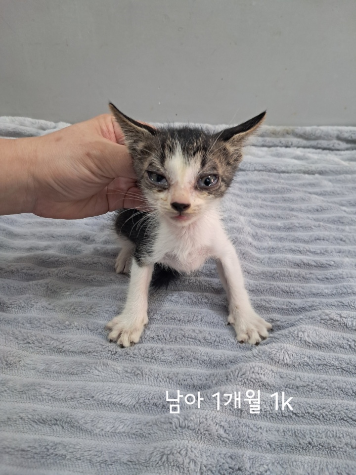 종료(자연사) 한국…