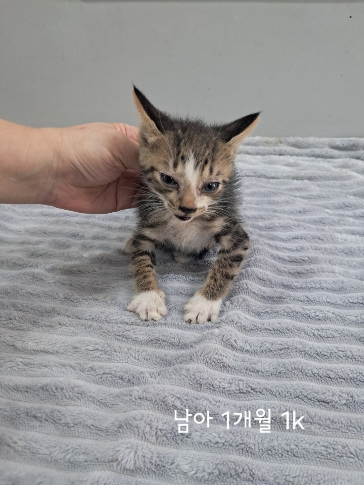 종료(입양) 한국 …