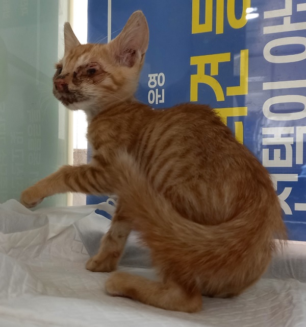 보호중 한국 고양이…