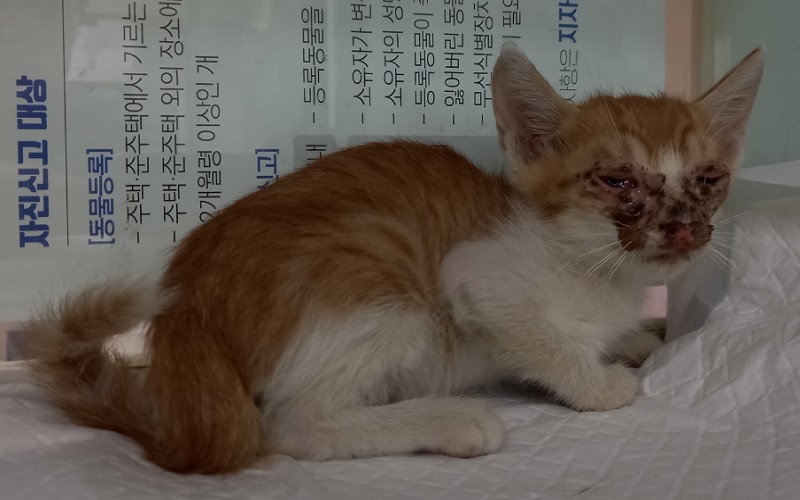 보호중 한국 고양이…