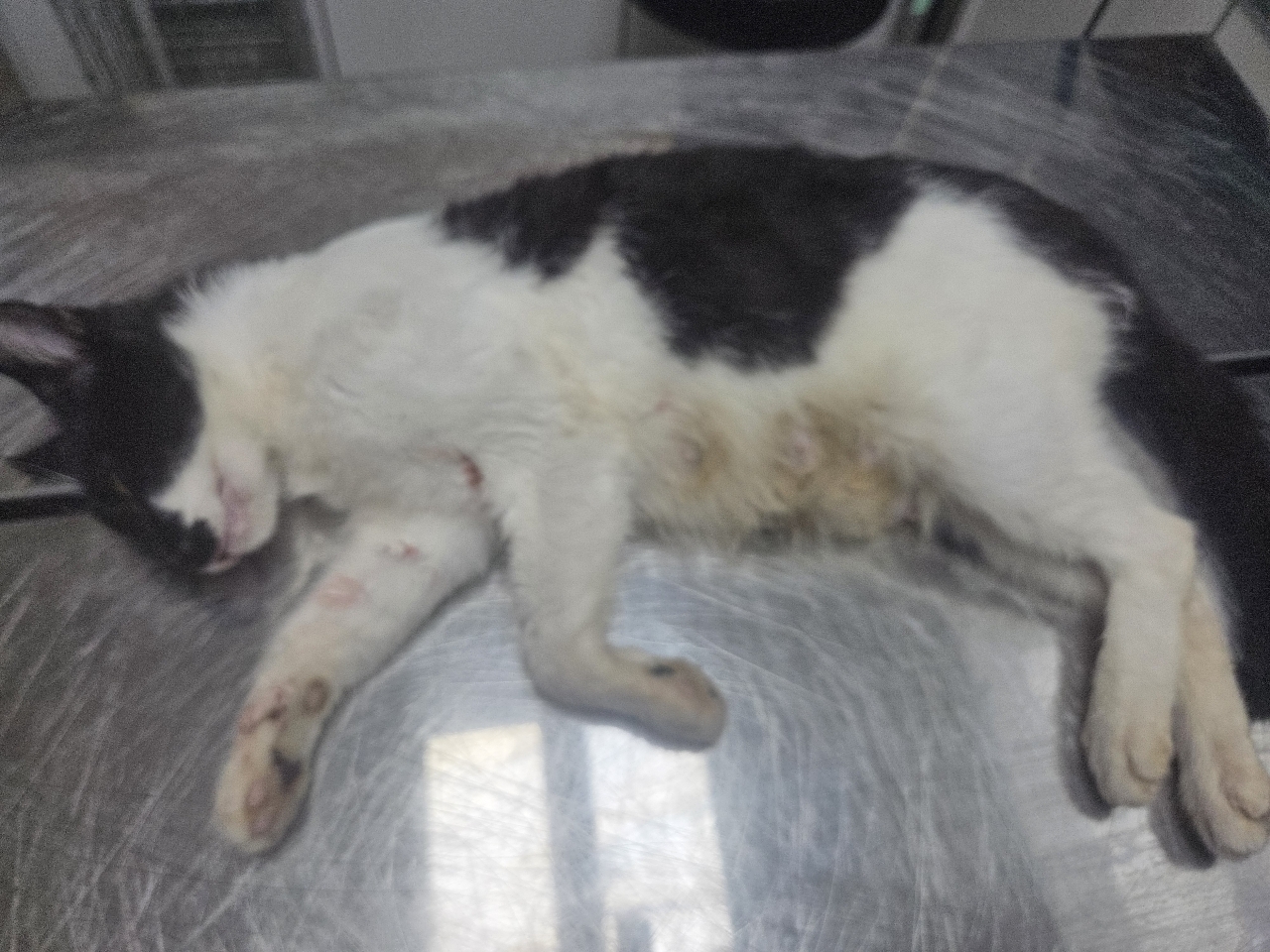 보호중 한국 고양이…