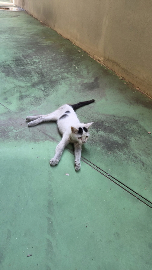 종료(자연사) 한국…