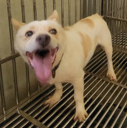 의령군 동물보호센터_448539202500267