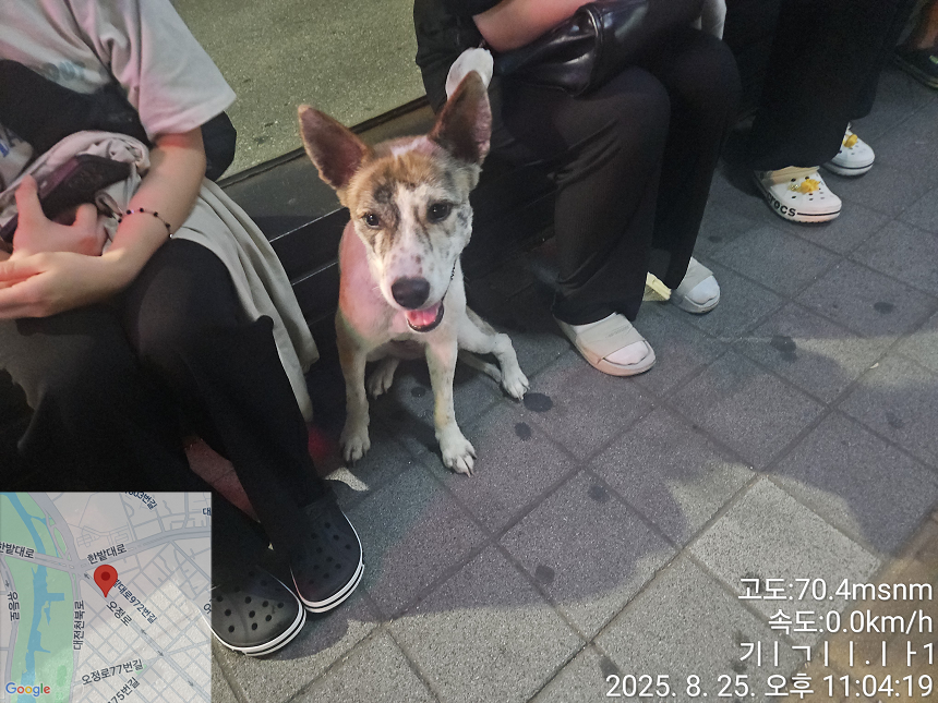 종료(반환) 믹스견…