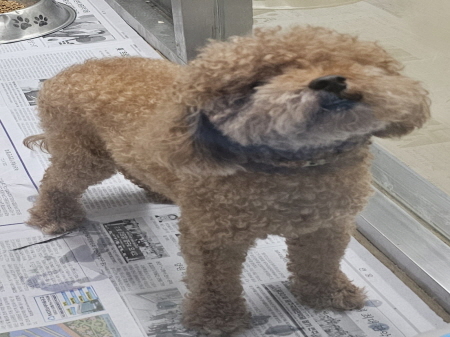 원주시동물보호센터_442419202500637