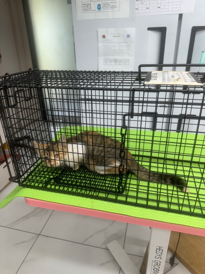 종료(입양) 한국 …