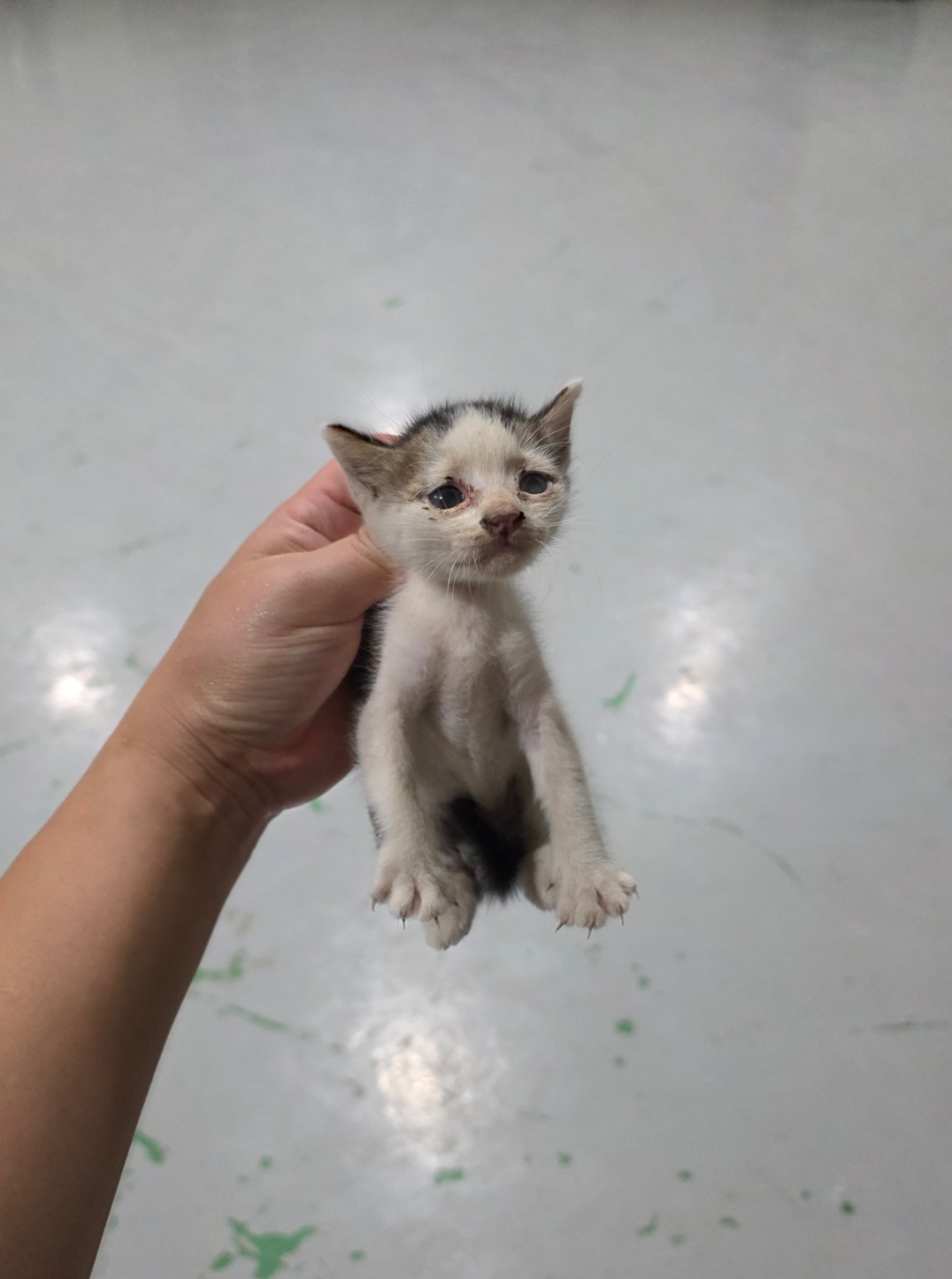 보호중 한국 고양이…