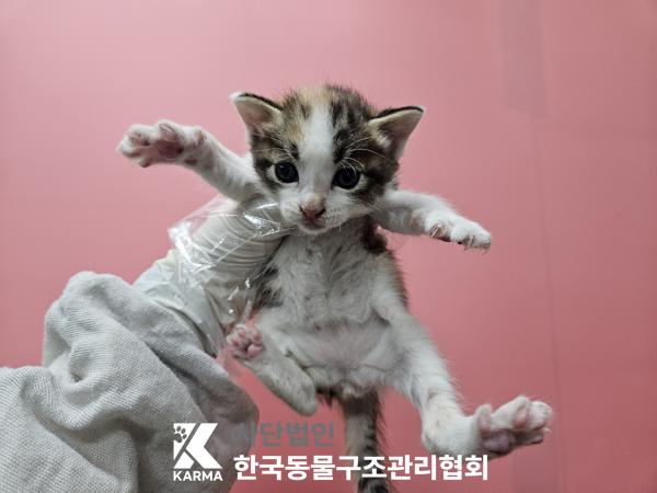 종료(입양) 한국 …