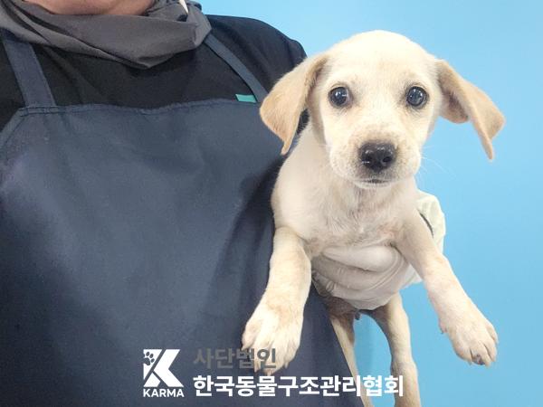 종료(안락사) 믹스…