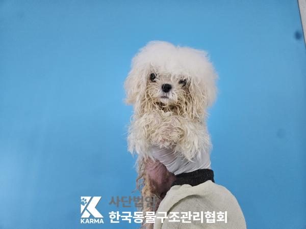 종료(입양) 말티즈…