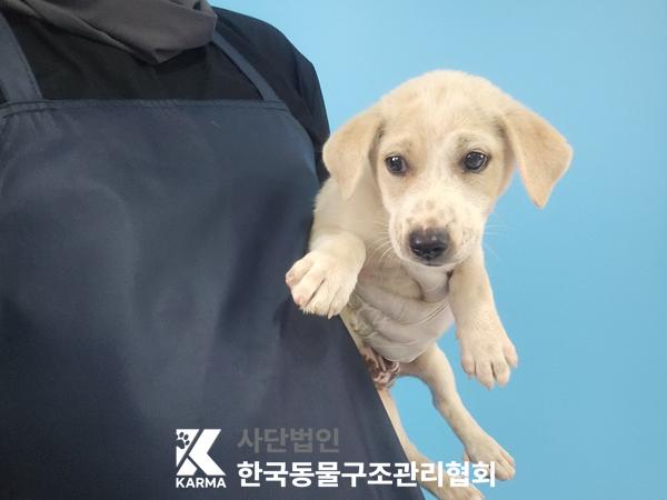 종료(입양) 믹스견…