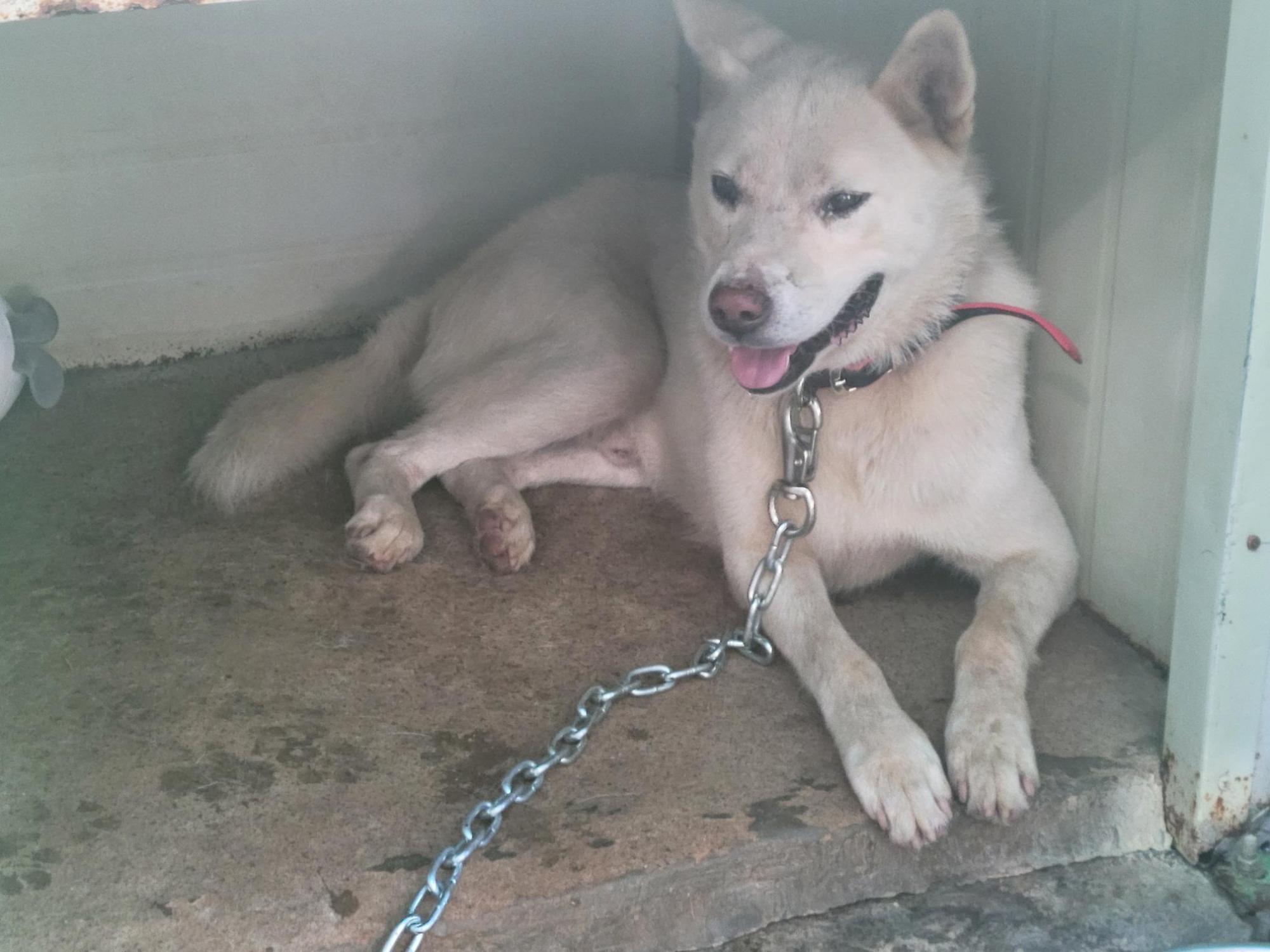 양산시 동물보호센터_448538202500449