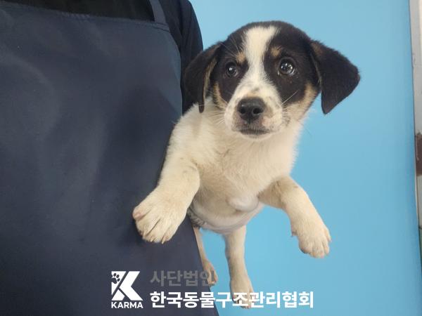 종료(안락사) 믹스…