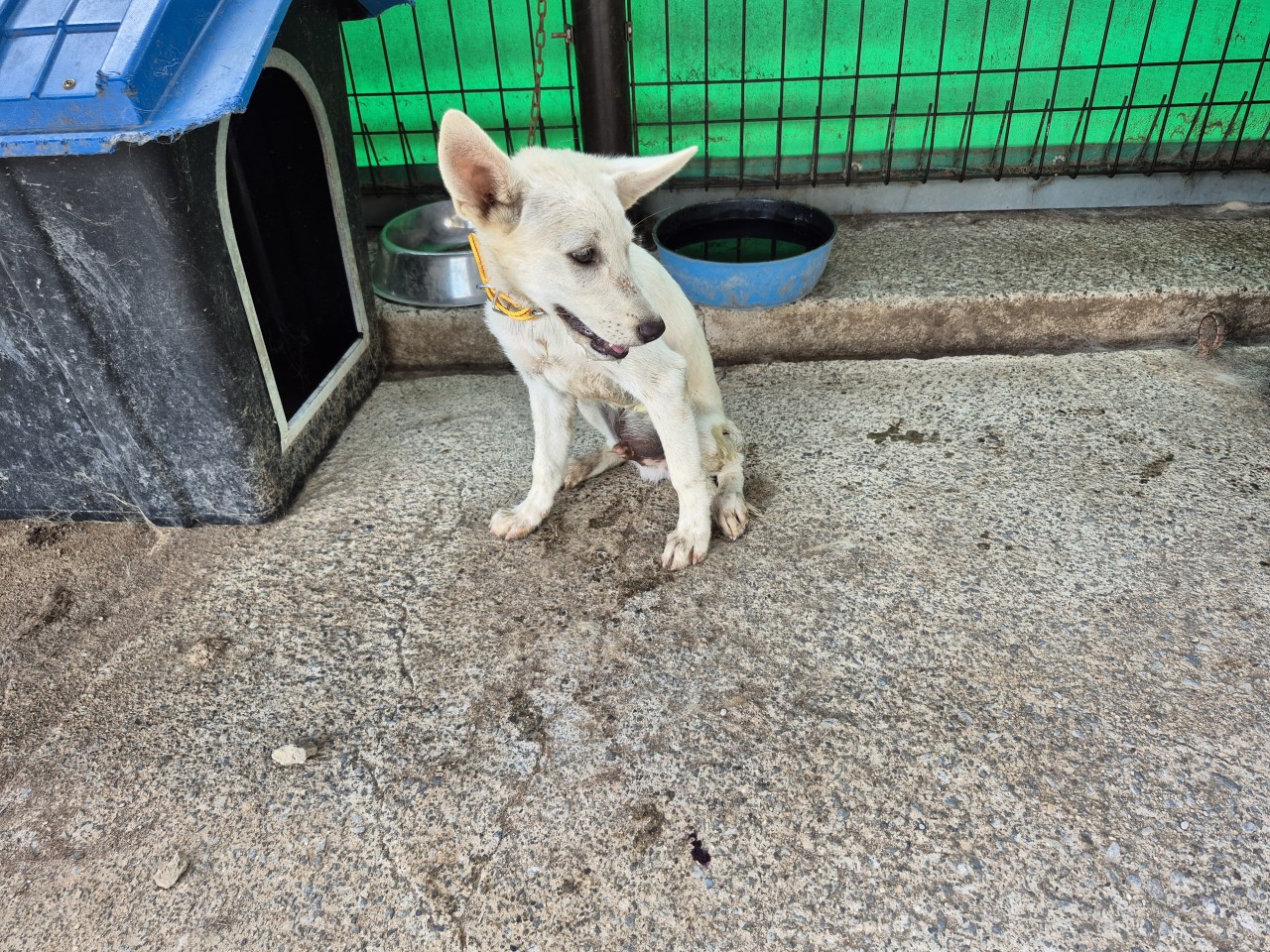 산청동물보호센터_448545202500366