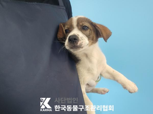 종료(입양) 믹스견…