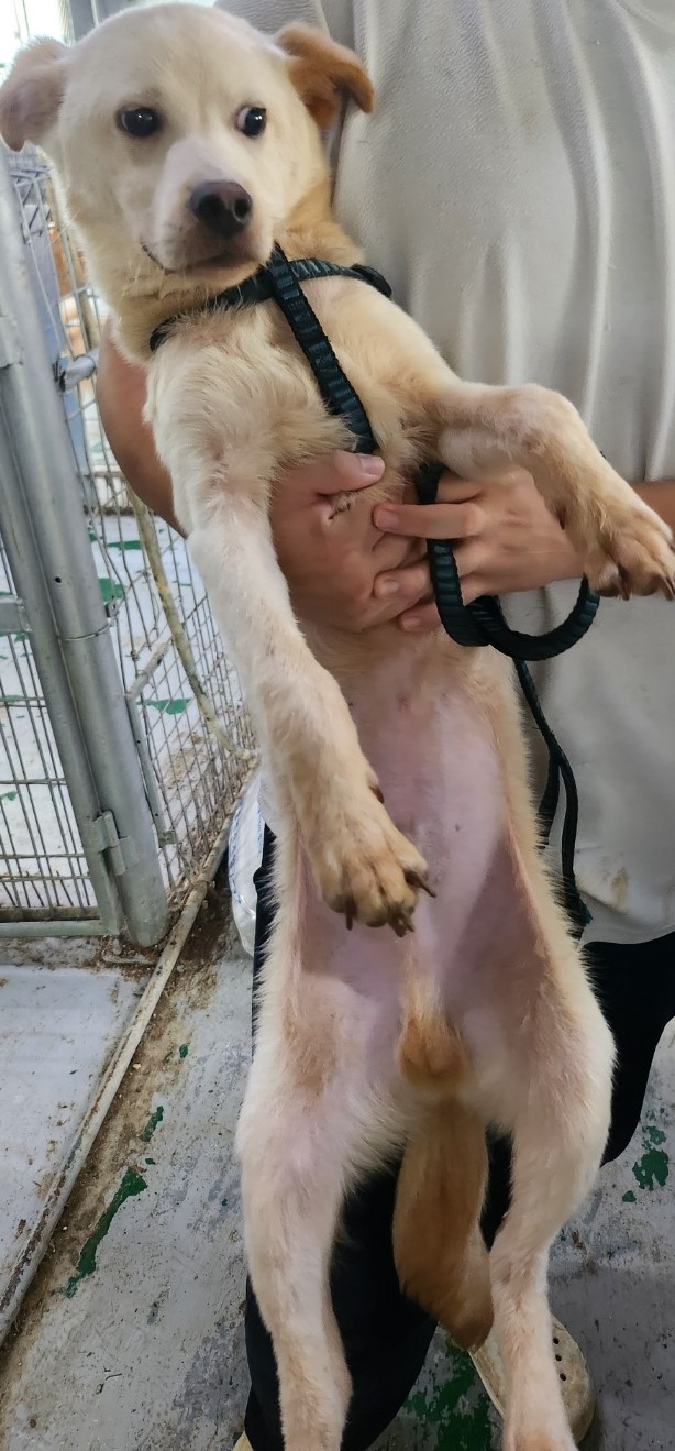 종료(입양) 믹스견…