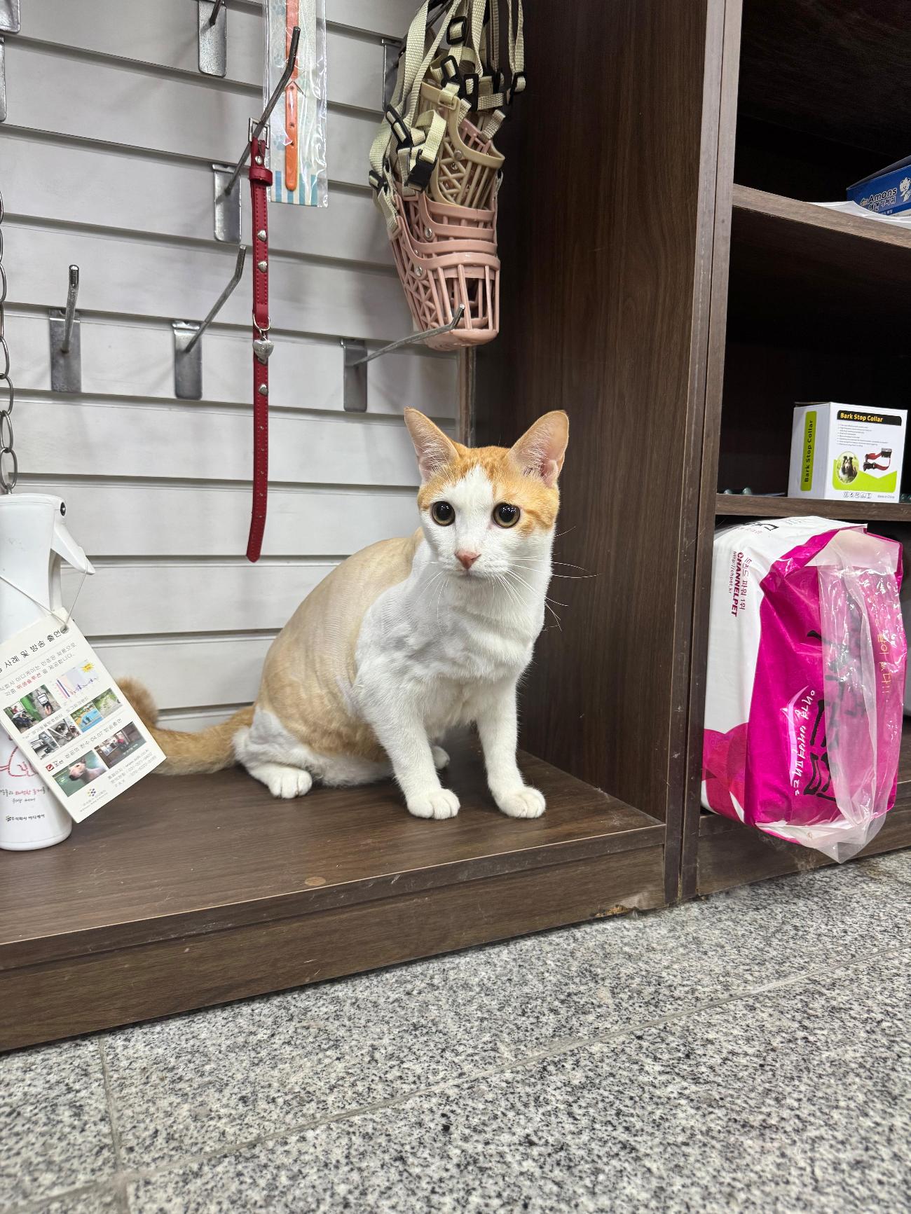 보호중 한국 고양이…