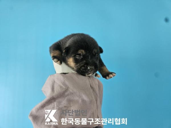 보호중 믹스견의 가…