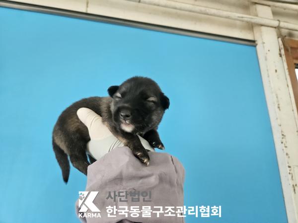 보호중 믹스견의 가…