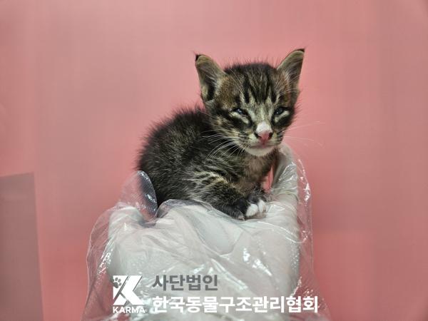 종료(입양) 한국 …