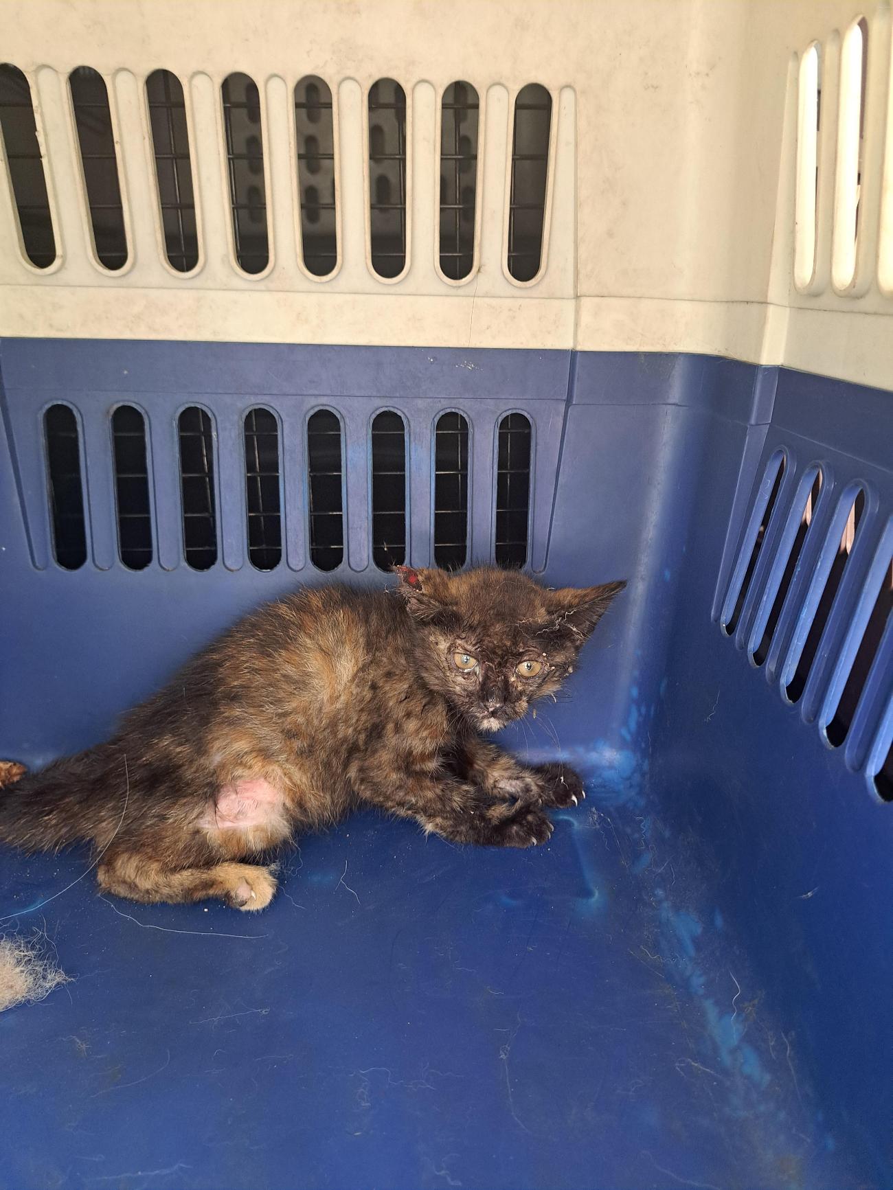 보호중 한국 고양이…