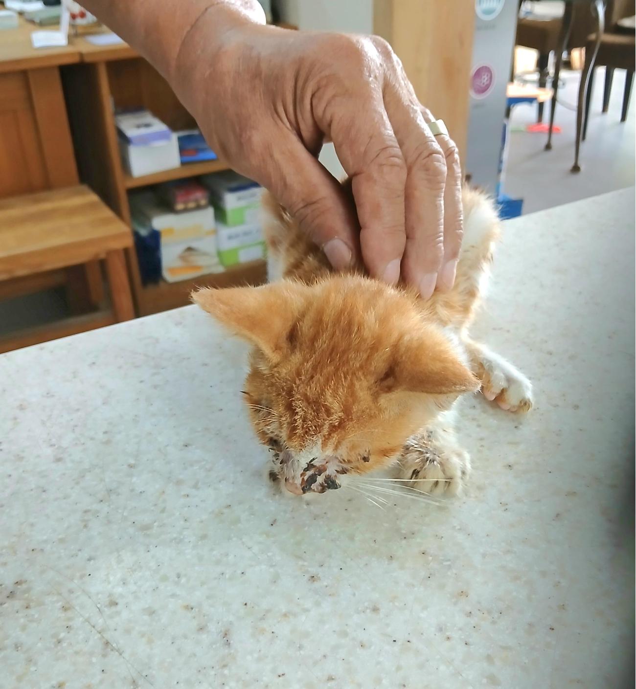 보호중 믹스묘의 가…