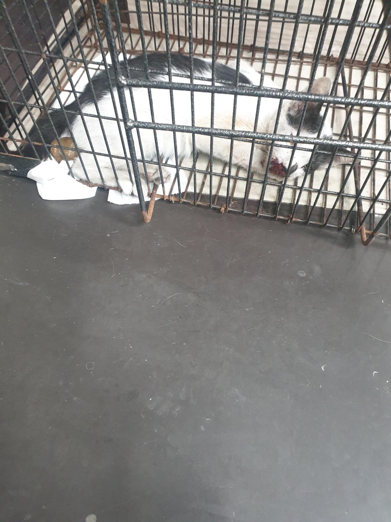 보호중 한국 고양이…