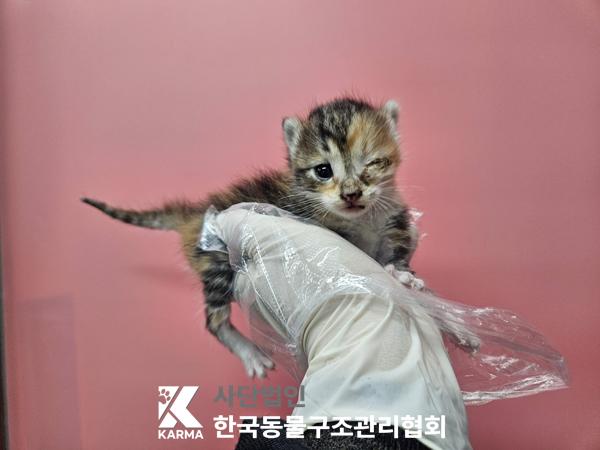 종료(입양) 한국 …